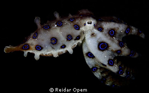 Blue-ringed octopus in Lembeh strait by Reidar Opem 